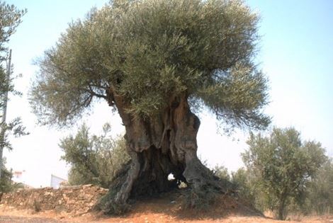 Oliveira mais antiga de Portugal nasceu há 3350 anos