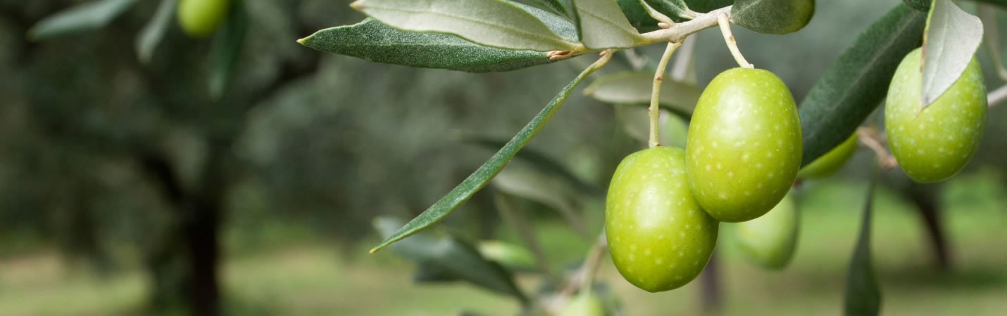 Vila do Segredo Azeite de Oliva Gourmet - Animação